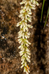 Dracophyllum secundum