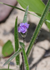 Cyanotis longifolia