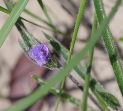 Cyanotis longifolia