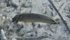 Chaetodon lunulatus