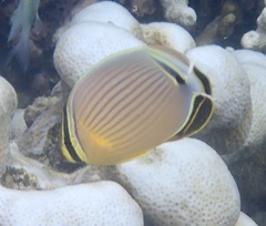 Chaetodon lunulatus