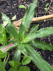 Eryngium serra