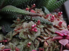 Crassula exilis cooperi