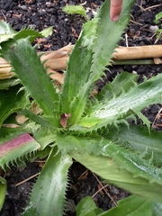 Eryngium serra