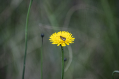Taractrocera papyria