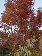 Fraxinus angustifolia