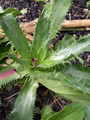 Eryngium serra