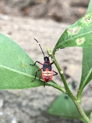Dysdercus albofasciatus
