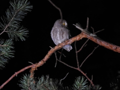 Otus scops