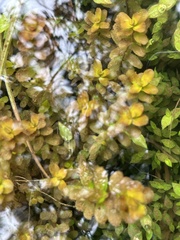 Rotala rotundifolia