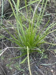 Tulbaghia leucantha