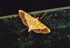 Desmia chryseis