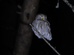 Otus scops