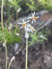 Tulbaghia leucantha