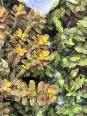 Rotala rotundifolia