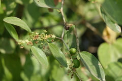 Ziziphus nummularia