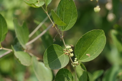 Ziziphus nummularia