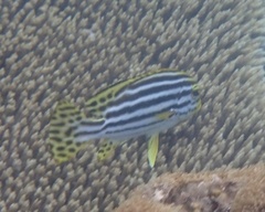 Plectorhinchus vittatus