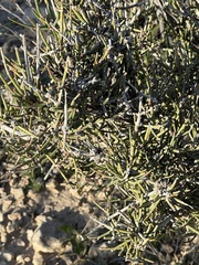 Ephedra antisyphilitica