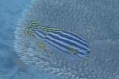 Plectorhinchus vittatus
