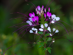 Cleome houtteana