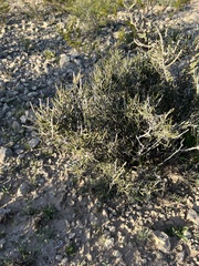 Ephedra antisyphilitica