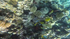 Chaetodon