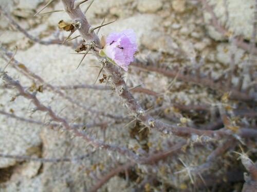 Image of Monsonia marlothii by no rights reserved