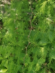 Asparagus buchananii