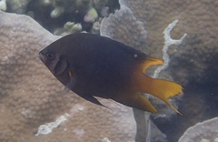 Neoglyphidodon nigroris