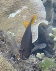 Neoglyphidodon nigroris