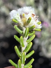 Phylica comptonii
