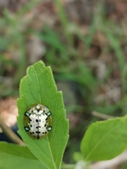 Aspidimorpha nigropunctata