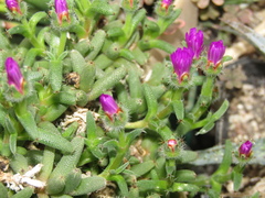Trichodiadema hallii