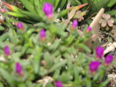 Trichodiadema hallii