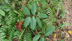 Anodendron benthamianum