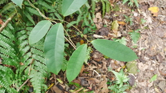 Anodendron benthamianum