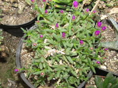 Trichodiadema hallii