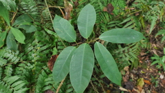 Anodendron benthamianum