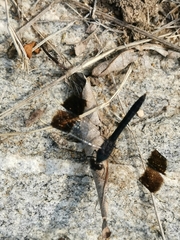 Brachythemis leucosticta