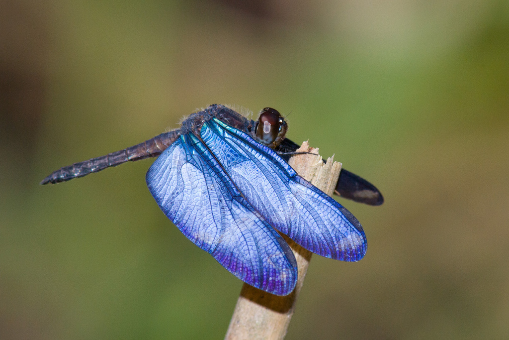 人気が高い  Bluewing Dragonflies iNaturalist · Zenithoptera) (Genus 自転車本体