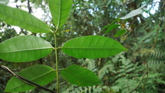 Anodendron benthamianum