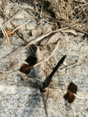 Brachythemis leucosticta