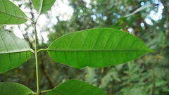 Anodendron benthamianum