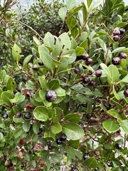 Rhaphiolepis umbellata