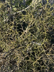 Koeberlinia spinosa