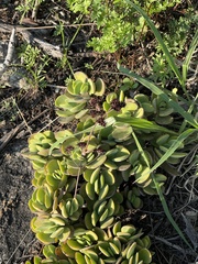 Crassula swaziensis