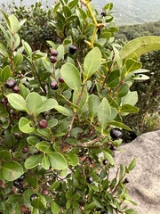 Rhaphiolepis umbellata