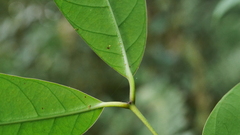 Anodendron benthamianum