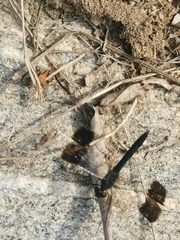 Brachythemis leucosticta